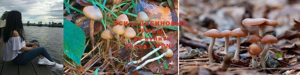 прущие крисы Новозыбков